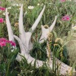antler